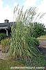 Miscanthus x giganteus habit