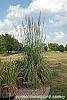 Miscanthus x giganteus habit