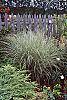 Miscanthus sinensis 'Morning Light'