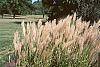 Miscanthus sinensis 'Nippon'