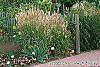 Miscanthus sinensis 'Nippon' habit
