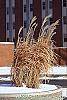 Miscanthus sinensis 'Nippon' habit