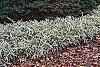 Pleioblastus fortunei habit