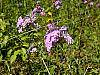 Phlox carolina flowers