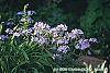 Phlox divaricata habit