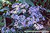 Phlox divaricata flowers