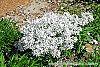 Phlox divaricata 'Dirigo Ice' habit