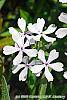 Phlox divaricata 'Dirigo Ice' flowers