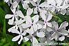 Phlox divaricata 'Dirigo Ice' flowers