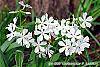 Phlox divaricata 'Fuller's White' flowers