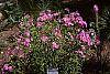 Phlox glaberrima