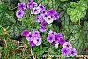 Phlox 'USPLX60306' habit