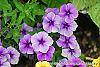 Phlox 'USPLX60306' flowers