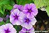 Phlox 'USPLX60306' flowers