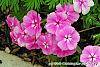 Phlox 'Usphlo3' flowers