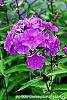 Phlox paniculata 'Blue Paradise' flowers