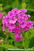 Phlox paniculata 'Elizabeth' flowers