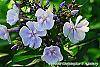 Phlox panicula 'Franz Schubert' flowers