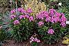 Phlox paniculata 'Laura'
