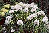 Phlox paniculata 'Miss Holland' habit