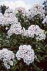 Phlox paniculata 'Miss Holland' flowers