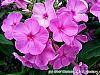 Phlox paniculata 'Pink Flame' flowers