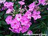 Phlox paniculata 'Pink Flame' flowers