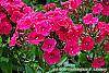 Phlox paniculata 'Red Riding Hood' flowers