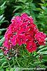 Phlox paniculata 'Red Riding Hood' flowers