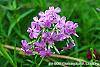 Phlox pilosa flowers