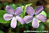 Phlox stolonifera 'Karl-Otto's Blue' flowers