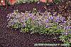 Phlox stolonifera 'Sherwood Purple' habit