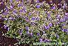 Phlox stolonifera 'Sherwood Purple' flowers