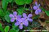 Phlox stolonifera 'Sherwood Purple' flowers