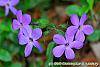 Phlox stolonifera 'Sherwood Purple' flowers
