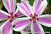 Phlox subulata 'Candy Stripe' flowers