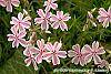 Phlox subulata 'Candy Stripe' flowers