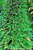 Pleopeltis polypodioides var. michauxiana habit