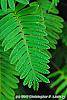 Pleopeltis polypodioides var. michauxiana leaves