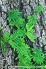 Pleopeltis polypodioides var. michauxiana leaves