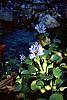 Eichhornia crassipes