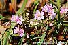 Claytonia virginica habit