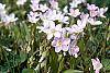 Claytonia virginica flowers