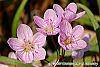 Claytonia virginica flowers