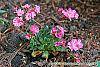 Lewisia cotyledon 'Regenbogen' mixed habit