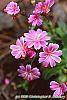 Lewisia cotyledon 'Regenbogen' mixed flowers