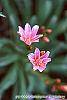 Lewisia 'Little Plum' flowers