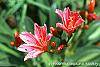 Lewisia 'Little Plum' flowers