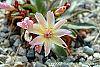 Lewisia 'Little Peach' flowers