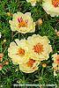 Portulaca grandiflora 'Happy Trails Primrose' flowers